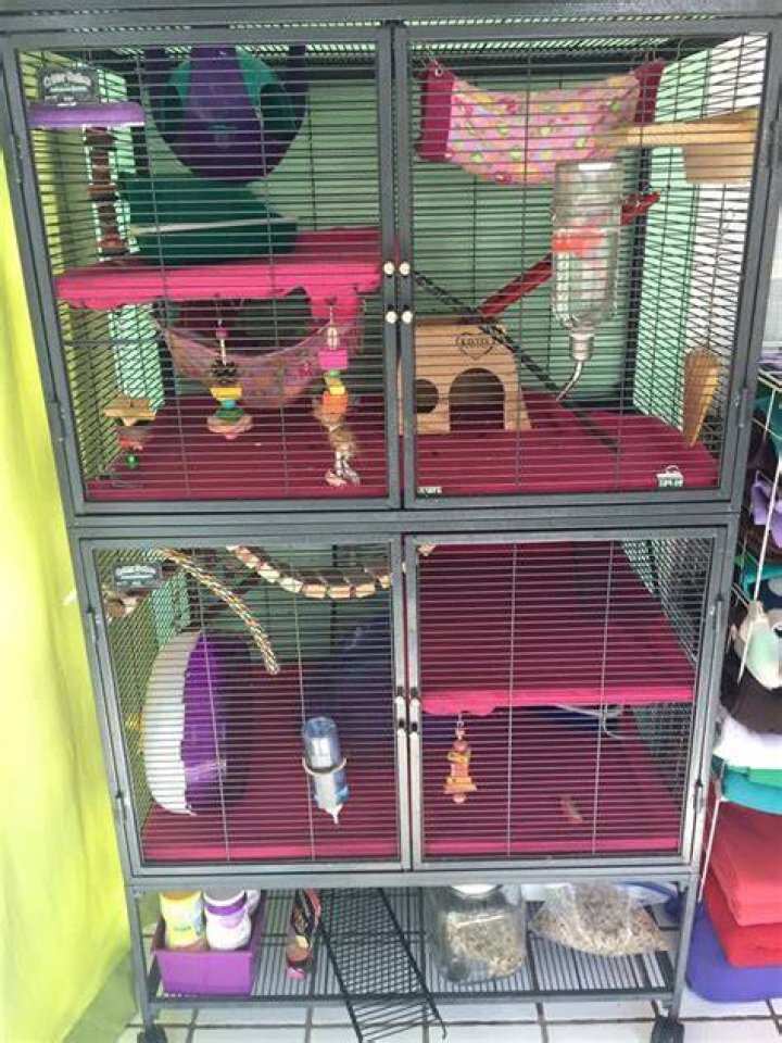 Locked in a cage with all of the rats lyrics