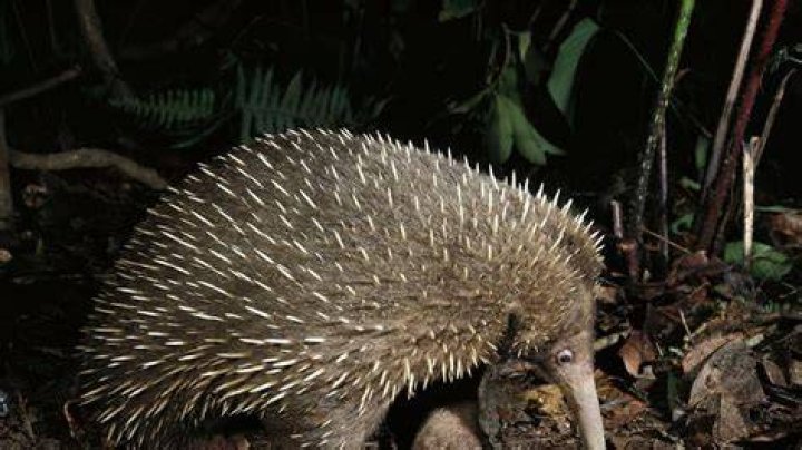 The Rediscovery of the Long-Beaked Echidna