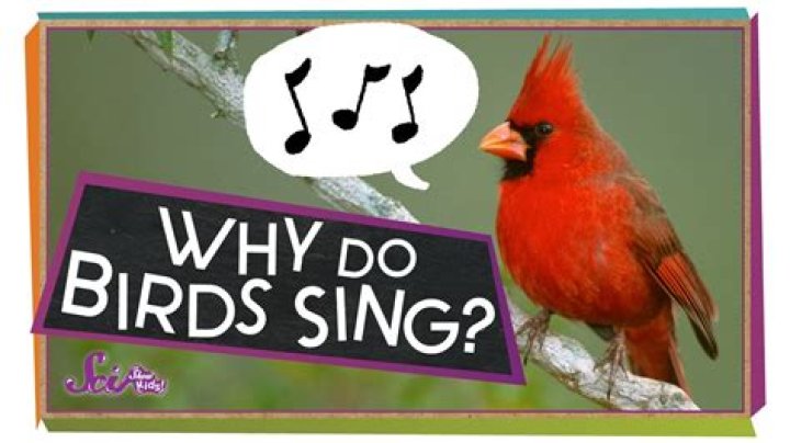 Why do birds sing lyrics